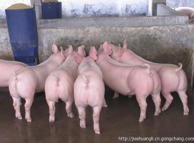 4%猪用预混合饲料